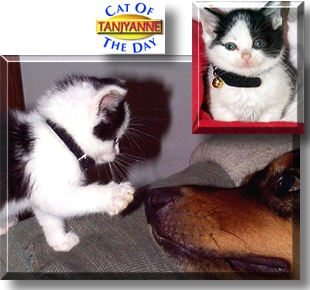 Tanjyanne, the Cat of the Day