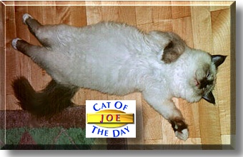 Joe, the Cat of the Day