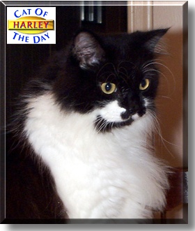 Harley, the Cat of the Day