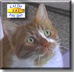 Sal, the Cat of the Day