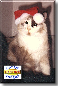 Destiny, the Cat of the Day