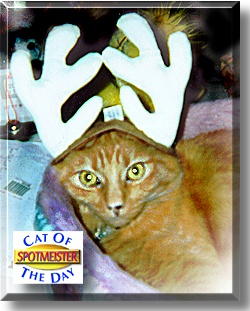 Spotmeister, the Cat of the Day