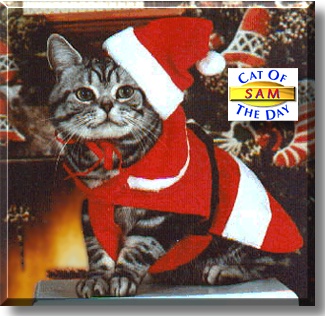 Sam, the Cat of the Day