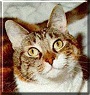 Gizmo