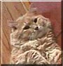 MacTavish