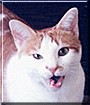Tomba