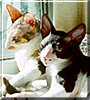 Zoe, Ziggy