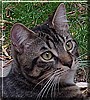 Jasper