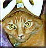 Spotmeister