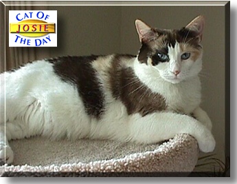 Josie, the Cat of the Day