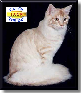 Jack McDoogle, the Cat of the Day