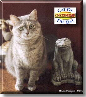 Chickenloaf, the Cat of the Day