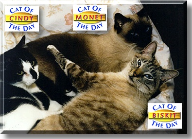Biskit, Monet, Cindy, the Cat of the Day