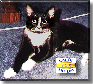 Sox, the Cat of the Day