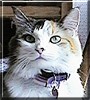 Kitty