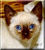 Mignon