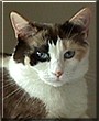 Josie