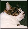 Simon