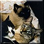 Biskit, Monet, Cindy