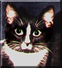 Sox