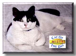Misty, the Cat of the Day