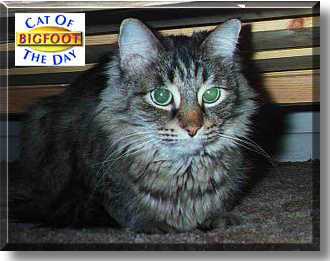 Bigfoot, the Cat of the Day