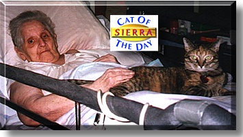 Sierra, the Cat of the Day