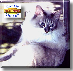 Lightning, the Cat of the Day