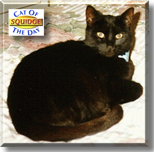 Squidge, the Cat of the Day