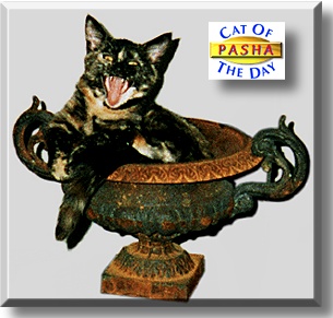 Pasha, the Cat of the Day