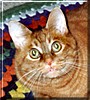 Nermal