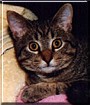 Whiskers
