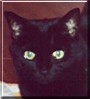 Ebony