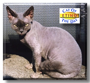 Etino, the Cat of the Day