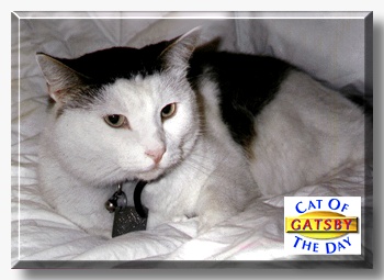 Gatsby, the Cat of the Day