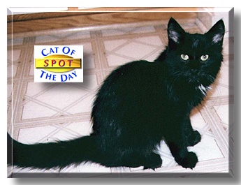Spot, the Cat of the Day