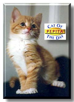 Pepita, the Cat of the Day