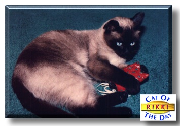 Rikki Tikki Tavi, the Cat of the Day