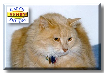 Henry, the Cat of the Day