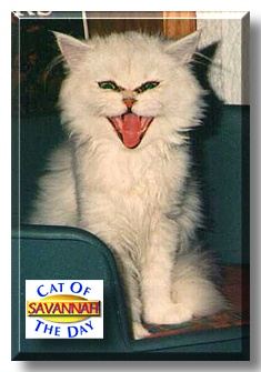 Savannah, the Cat of the Day