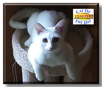 Junior, the Cat of the Day