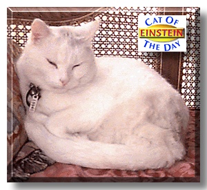 Einstein, the Cat of the Day