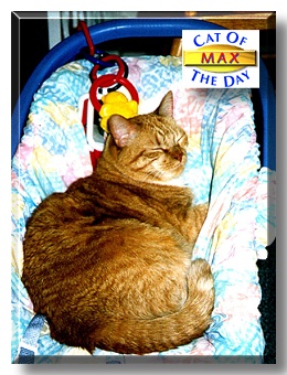 Max, the Cat of the Day