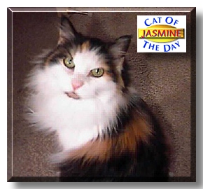 Jasmine, the Cat of the Day
