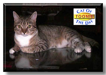 Toonie, the Cat of the Day