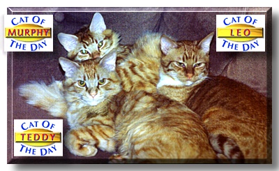 Teddy, Murphy & Leo, the Cats of the Day