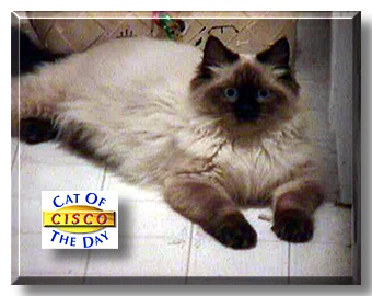 Cisco, the Cat of the Day