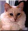 Chauncey