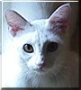Junior