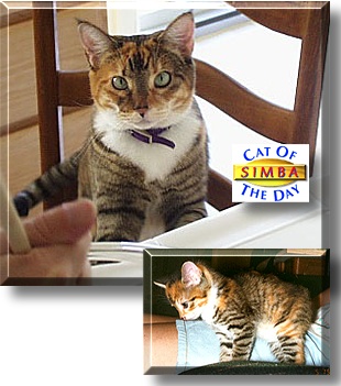 Simba, the Cat of the Day